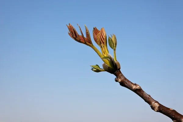 Symbolfoto — Stockfoto