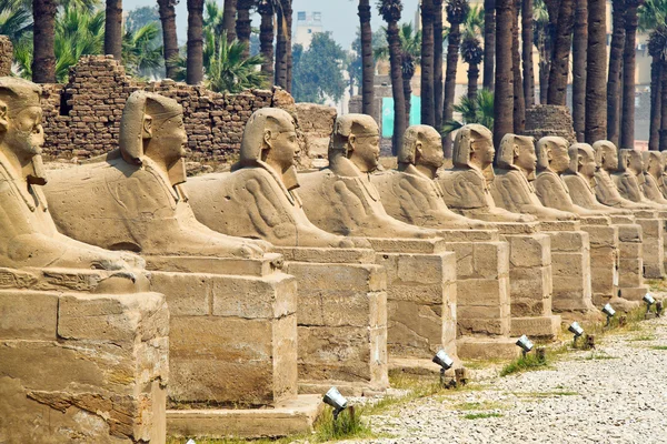 Egypte, luxor amun tempel van luxor. — Stockfoto