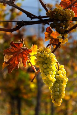 Grapes and vines in the fall clipart