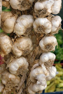 Garlic braid hanging to dry clipart