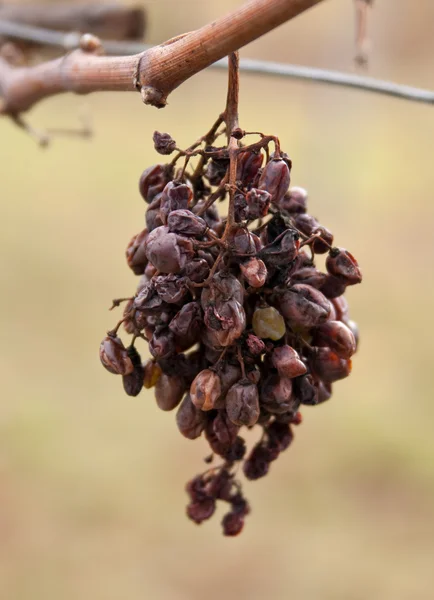 Uvas marchitas en la vid en invierno —  Fotos de Stock