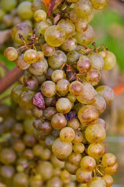 Druvor och vin i höst — Stockfoto