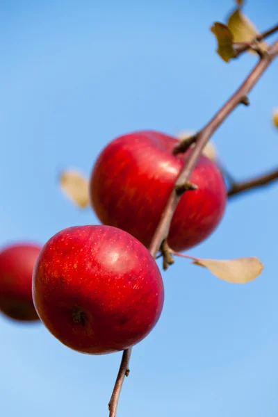 Rode appel op boom in de herfst — Stockfoto