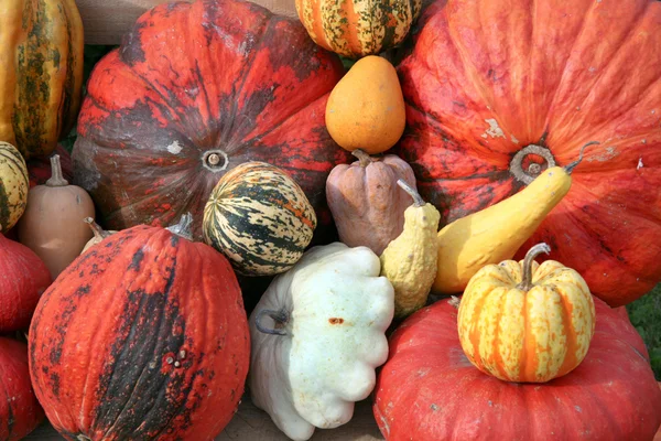 Pumpkins of different varieties and colors — Stock Photo, Image