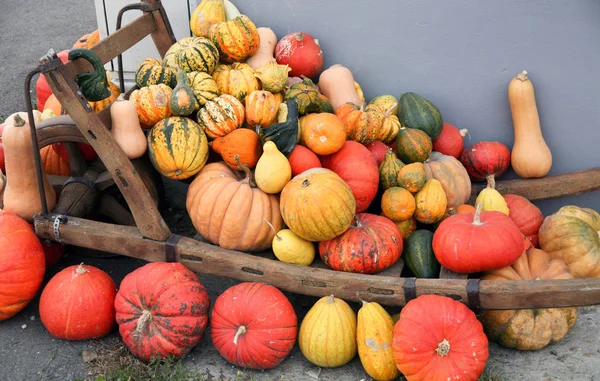 Pumpkins of different varieties and colors — Stock Photo, Image