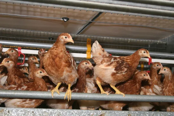 Poules pondeuses brun libre dans la grange — Photo