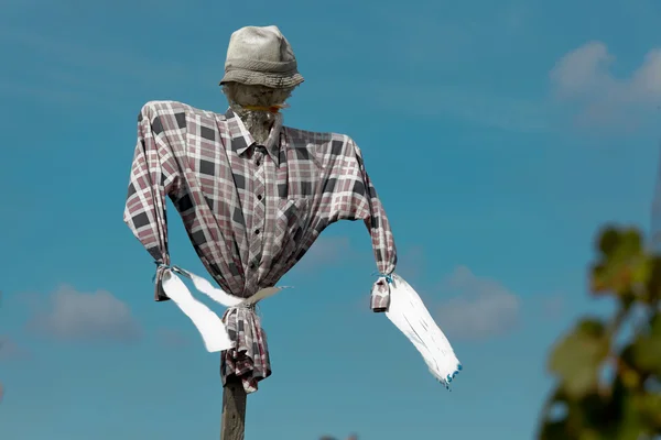 Scarecrow in a vineyard — Stock Photo, Image