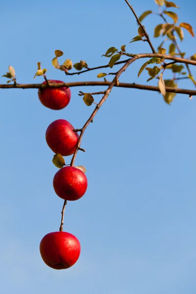 Rode appel op boom in de herfst — Stockfoto