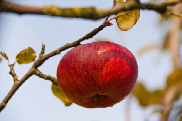 Sonbaharda ağaç üzerinde kırmızı elma — Stok fotoğraf