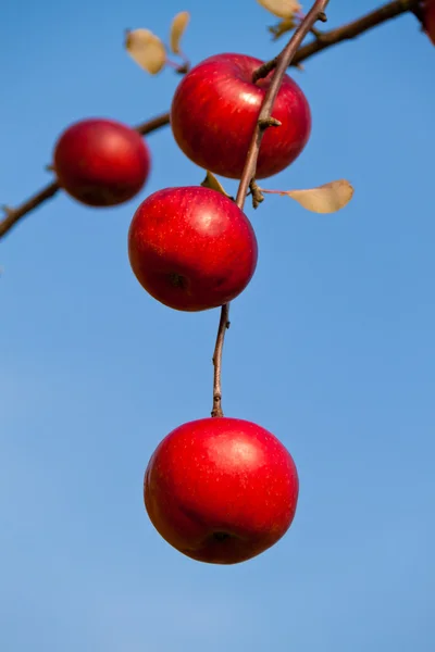 Maçã vermelha na árvore no outono — Fotografia de Stock