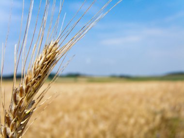 Wheatfield with barley spike clipart