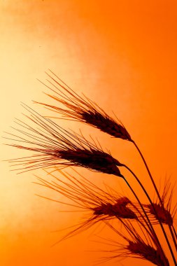 Wheat field with barley before sunset clipart