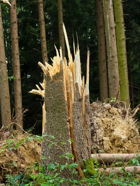Буря пошкоджена. Дерева в лісі після шторму . — стокове фото