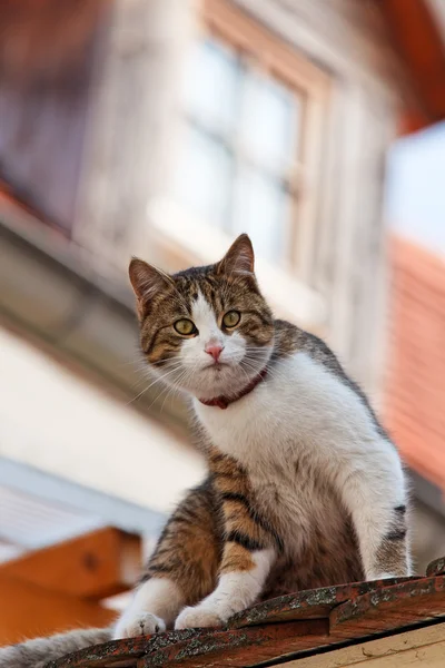 Gato sentado esperando em um telhado — Fotografia de Stock