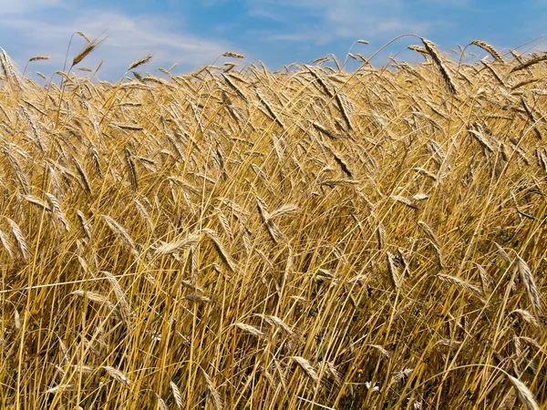 夏の大麦畑 — ストック写真