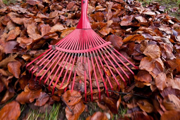 Raking leaves. remove leaves. gardening in the fal — Stock Photo, Image