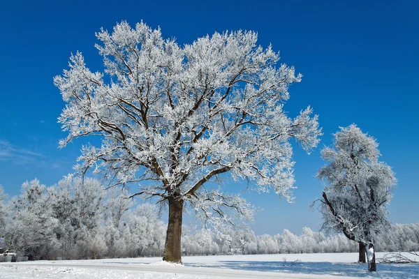 Landschap met hoar vorst, vorst en sneeuw op boom — Stockfoto