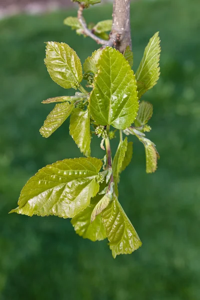 Bahar. tomurcuklu bir ağaç üzerinde — Stok fotoğraf