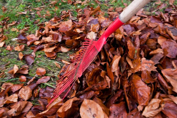Laub rechen. Blätter entfernen. Gartenarbeit im fal — Stockfoto