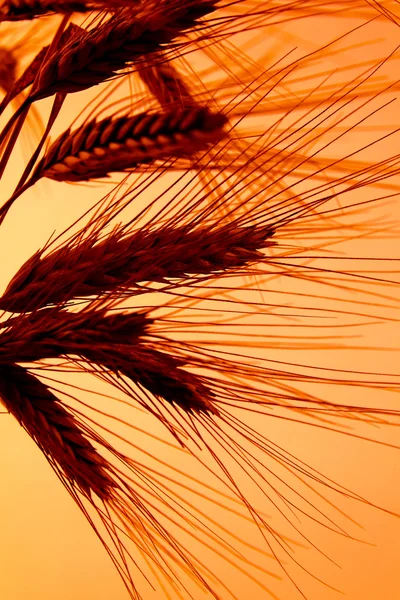 Campo de trigo com cevada antes do pôr-do-sol — Fotografia de Stock
