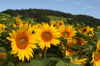 Sunflower field clipart