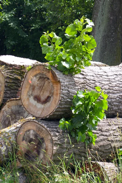 Cortar los extremos del árbol apilados —  Fotos de Stock
