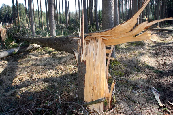 Падіння дерев у лісі після шторму . — стокове фото