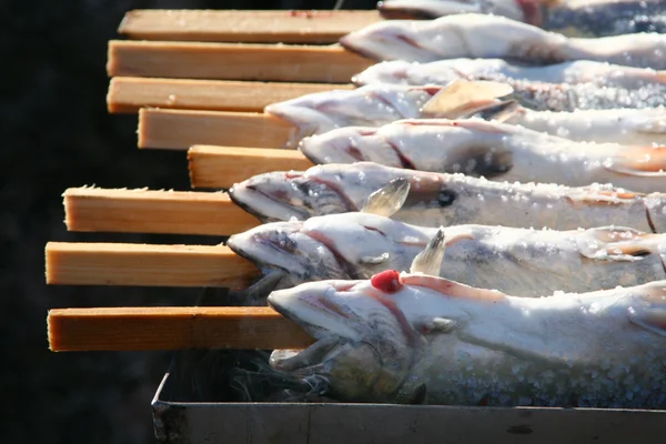 Forel vissen die klaar zijn voor de voorbereiding — Stockfoto