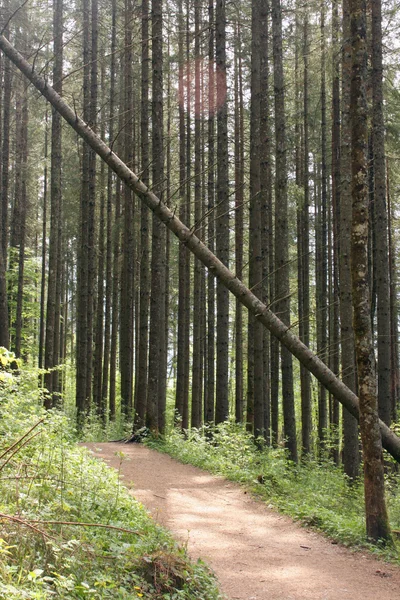 Orman yolu — Stok fotoğraf