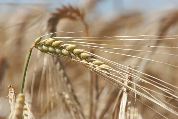 Yakın çekim kulak mısır hasat için hazır — Stok fotoğraf