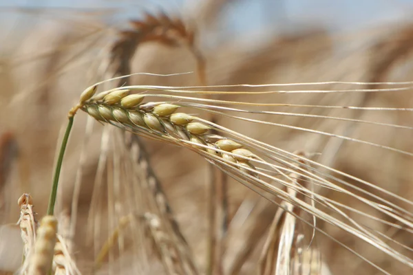 Close-up of ears of corn ready for harvest — Stock Photo, Image