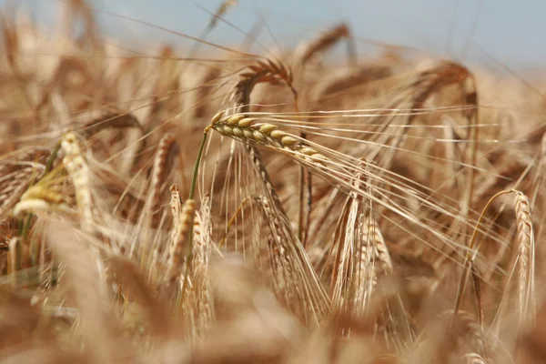 Yakın çekim kulak mısır hasat için hazır — Stok fotoğraf
