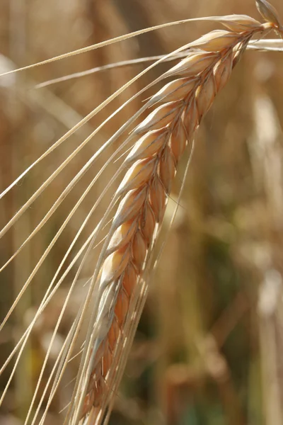 Primer plano de las espigas de maíz listas para la cosecha — Foto de Stock