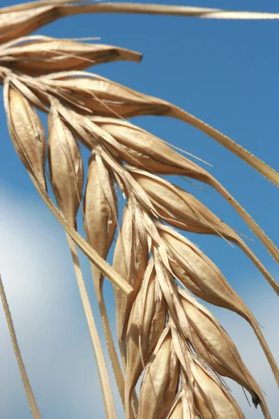 Close-up de espigas de milho prontas para a colheita — Fotografia de Stock