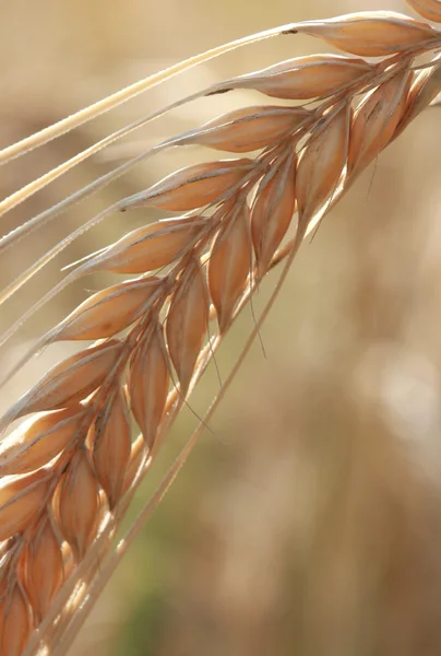 Primo piano delle spighe di mais pronte per il raccolto — Foto Stock