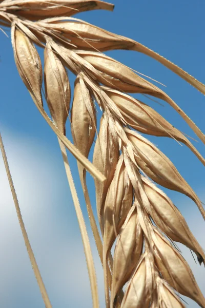 Közeli kép a kész betakarításra kukorica fülek — Stock Fotó