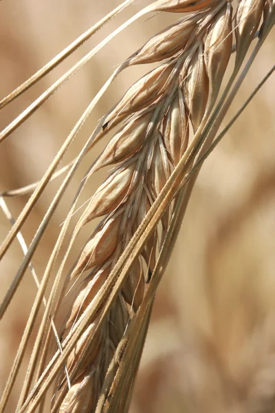 Primo piano delle spighe di mais pronte per il raccolto — Foto Stock