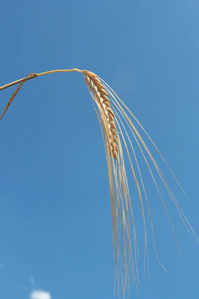 Primer plano de las espigas de maíz listas para la cosecha — Foto de Stock