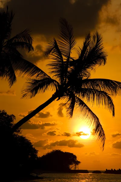 Gün batımı ile siluet palmiye ağacı. — Stok fotoğraf