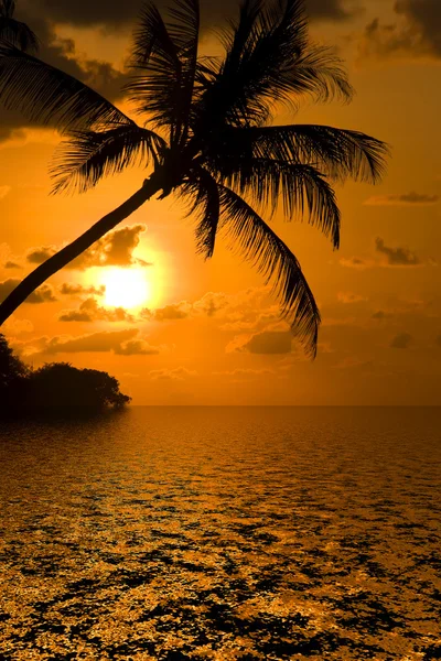 Gün batımı ile siluet palmiye ağacı. — Stok fotoğraf