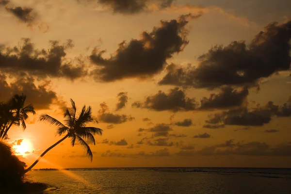 Silhueta palmeira com pôr do sol . — Fotografia de Stock