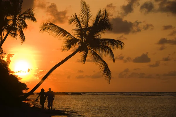 Gün batımı ile siluetleri palmiye ağacı — Stok fotoğraf