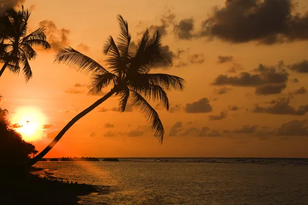 Silhueta palmeira com pôr do sol . — Fotografia de Stock