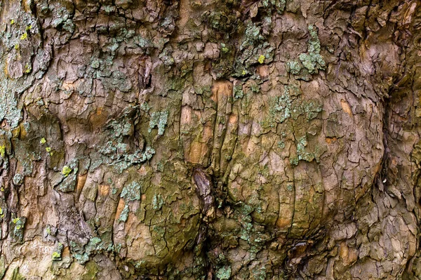 Φλοιό δέντρου — Φωτογραφία Αρχείου