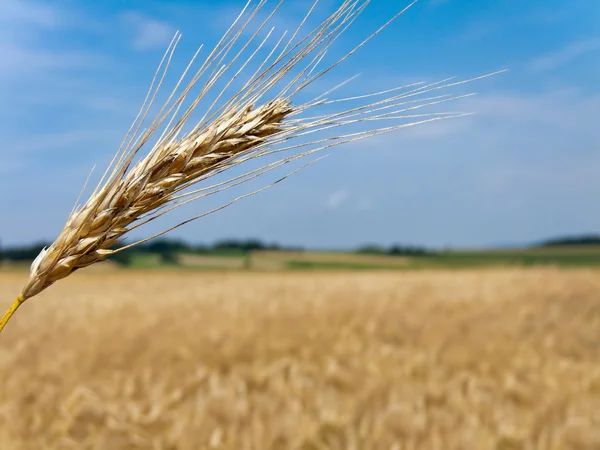 Wheatfield con espiga de cebada — Foto de Stock