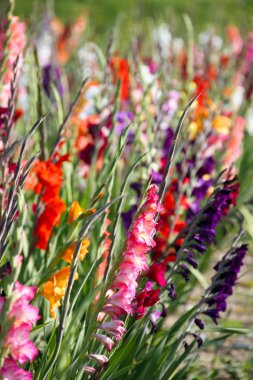 Gladiolus flowers in bright colors clipart
