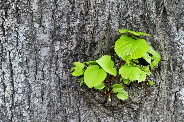 新鮮な芽を持つツリー — ストック写真