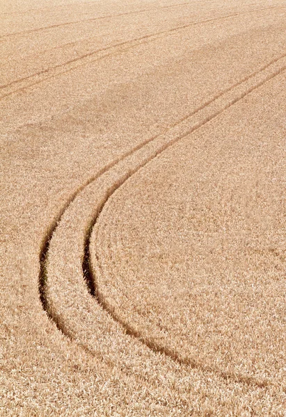 Tracce nel campo di grano. sfondo — Foto Stock