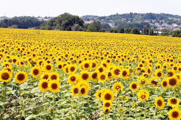Sunflowers in bright yellow — Stock Photo, Image