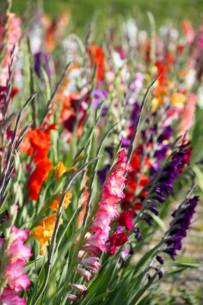 stock image Gladiolus flowers in bright colors